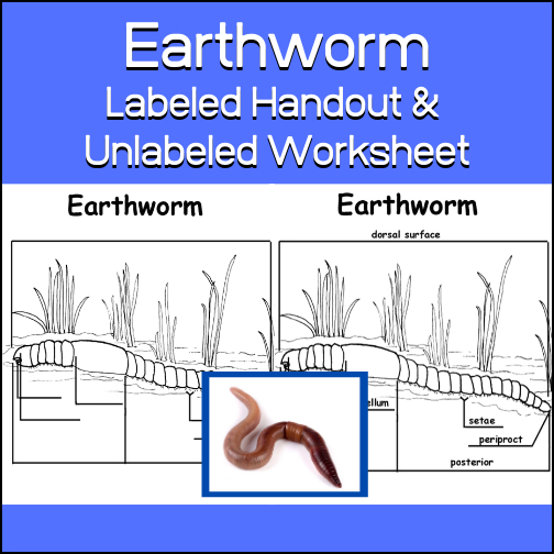 The earthworm is an annelid. The annelids , also known as the ringed worms or segmented worms, are a large phylum, with over 22,000 species which includes  earthworms, ragworms, and leeches. This resource includes a labeled handout (showing the following parts: mouth, prostomium, clitellum, setae, periproct) and a worksheets for students to label.