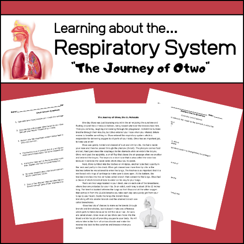 Students will learn about the respiratory system by following Otwo (the oxygen molecule) as he goes from bouncing around in the outside air into the human body! After reading the story, students will complete two worksheets (multiple choice and short answer) to access their understanding. Answer keys provided.