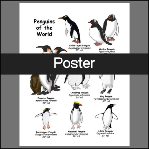 Classroom poster: Penguins of the World