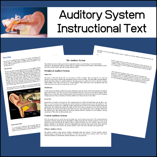 This resource contains instructional text to teach students about the human auditory system. There are no assessments or worksheets included.