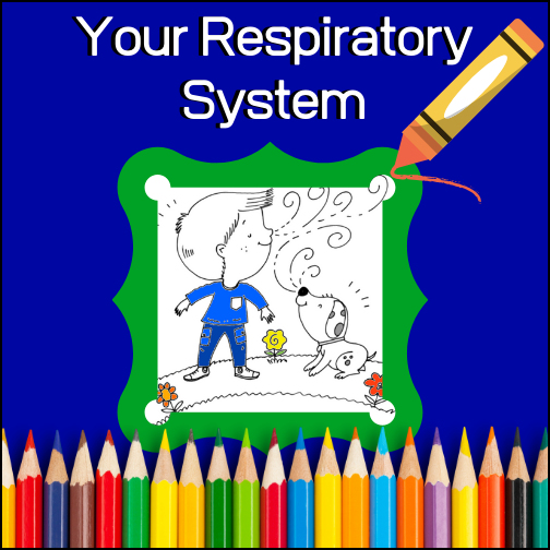 - In one minute, how much air do you breathe in?
- What does nose hair do?
- What is a bronchial tree?
- Do you breathe in carbon monoxide or carbon dioxide?


Students will learn the answers to these questions and others as they color and read the pages of 'Your Respiratory System Coloring Book'.
