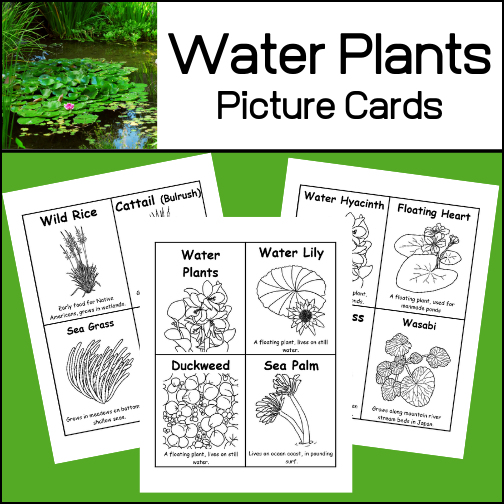 10 plants that grow in water - picture cards. Each card includes the type of plant, a short description and a picture to color.
Plants included are:
- water lily
- duckweed
- sea palm
- water hyacinth
- floating heart
- watercress
- wasabi
- wild rice
- cattail (bulrush)
- sea grass