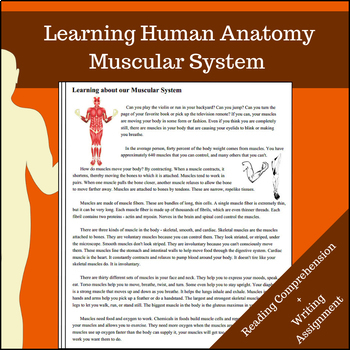 Musuclar-system-informational-text
