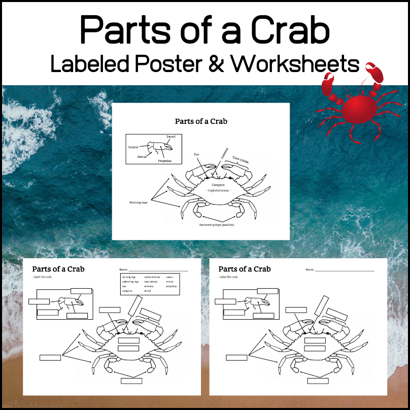 Parts-of-a-crab-labeled-unlabeled