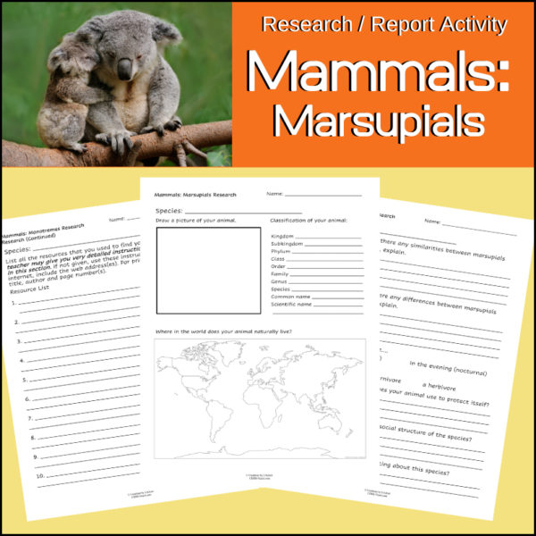 marsupials-research-report