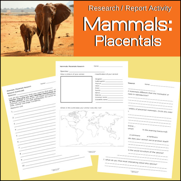 mammal-research-activity-placentals