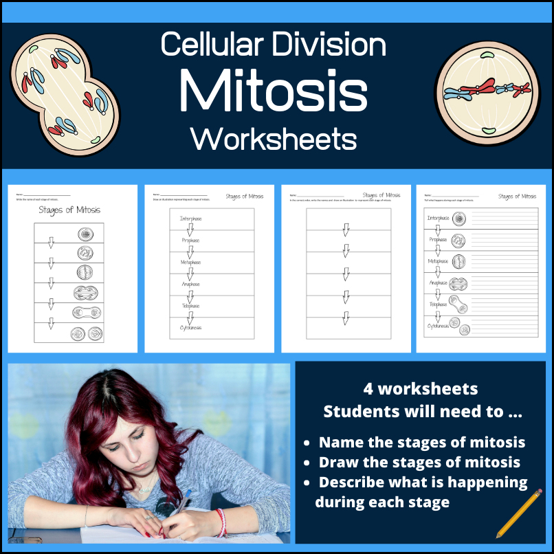 Stages of Mitosis Student Worksheets and Assessments