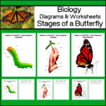 stages of a butterfly - high school biology
