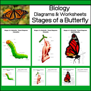 stages of a butterfly - high school biology