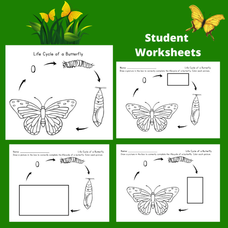 Butterfly Life Cycle Worksheet