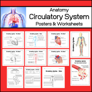 Body System - Circulatory System - Anatomy