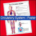 science poster - circulatory system