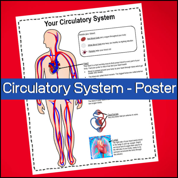 science poster - circulatory system
