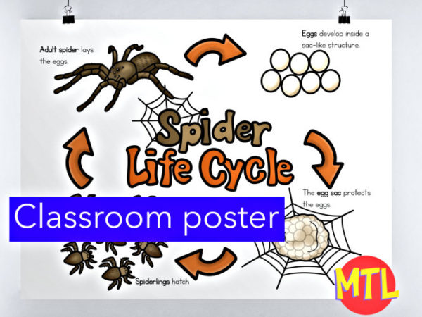 Spider Life Cycle Printable