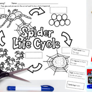 Spider Life Cycle | Poster and Activities - My Teaching Library ...