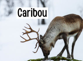 Caribou or a Reindeer?