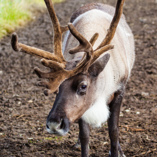 Caribou or Reindeer? Learn about these majestic Arctic Animals! – Library  of Learning Resources