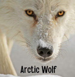 arctic wolf
