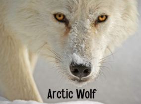 Learning about the Arctic Wolf