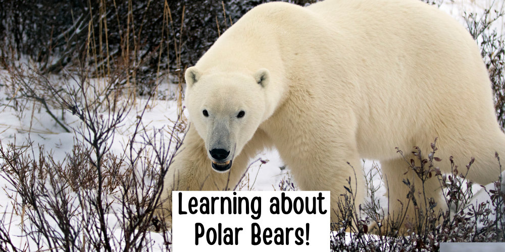Polar Bear Educaitonal Article