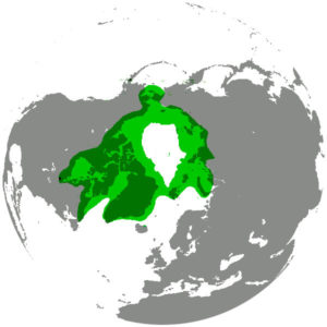 Polar Bear map