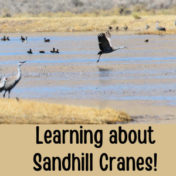 Learning about Sandhill Cranes