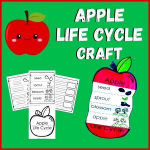 Apple Life Cycle Craft