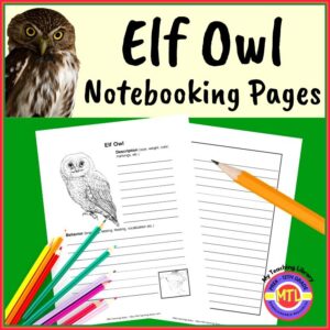 Elf Owl Notebooking Pages